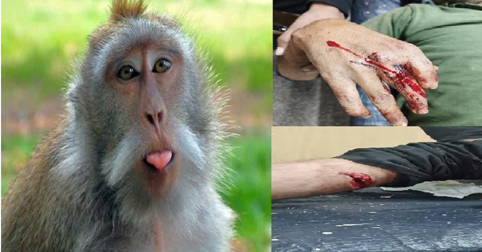 दिल्ली चिड़ियाघर में बंदर का कहर: कर्मचारी पर हमला, हाथ की उंगली काटनी पड़ी